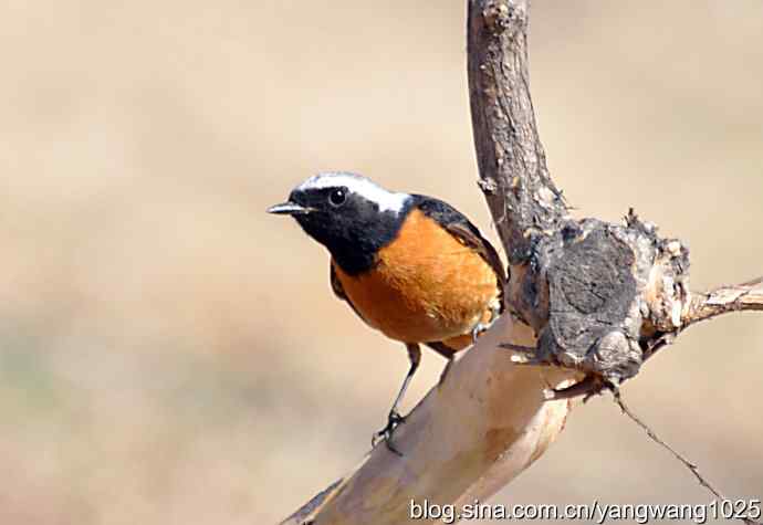 雄性北红尾鸲（随拍）