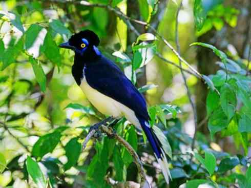 美丽无罪：雀鸟之蓝鸦