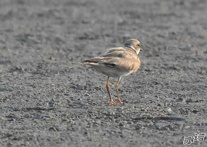 河北乐亭&nbsp;wbr路&nbsp;wbr新进账的鸟儿
