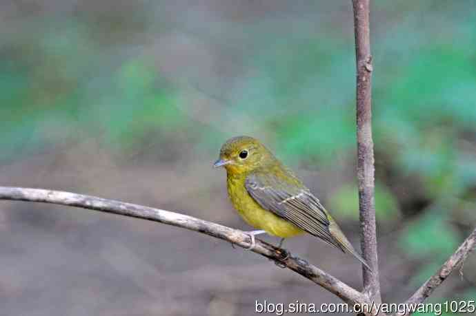 雌性绿背姬鶲(19) 雌性绿背姬鶲(19)