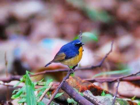 美丽无罪:雀鸟之姬鹟 美丽无罪:雀鸟之姬鹟