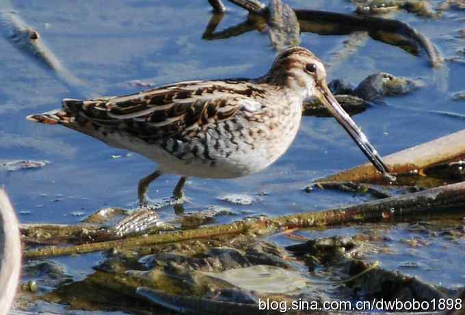 沙河云光水色鸟影