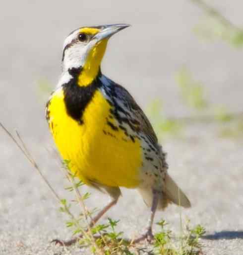 家禽驯化之源之三十二 家禽驯化之源之三十二