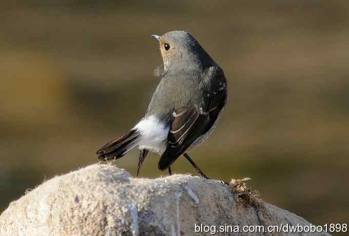 红尾水鸲和十渡众小鸟