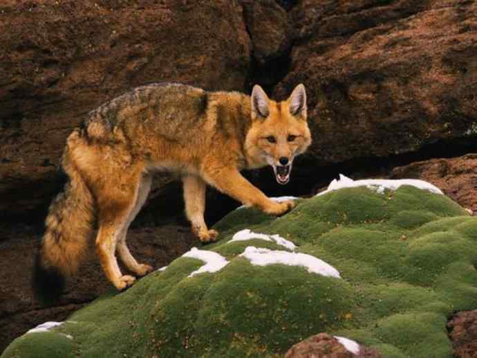 犬科：狐亚科伪狐属之阿根廷狐、山狐、达尔文狐