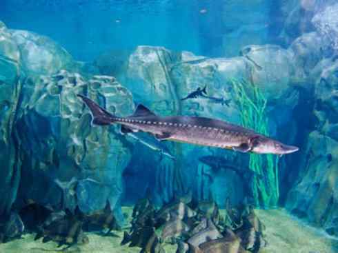 鱼类活化石:中华鲟 鱼类活化石:中华鲟