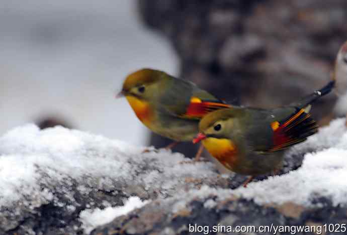 雪中相思鸟 wbr1