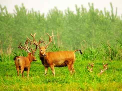 麒麟：传说的兽原型探秘（麋鹿）