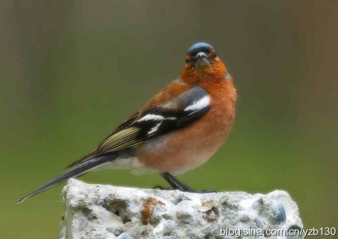 苍头燕雀标准像（组图，12张图片）