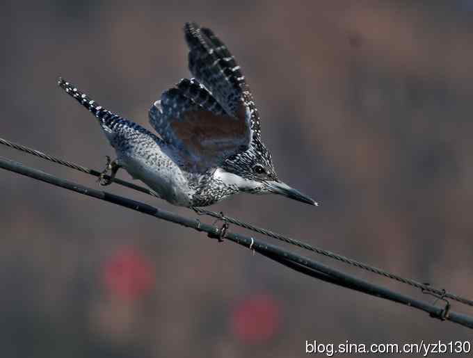 猎鱼高手，专业级。【组图，10张图片】