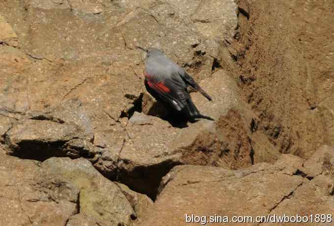 优雅红翅 wbr旋壁山岩