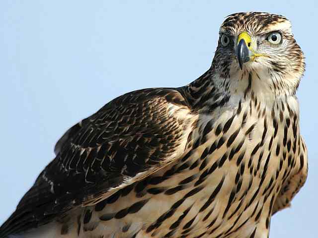 浅水湾观猛零距离