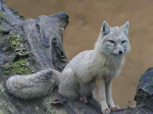 犬科：狐亚科狐属