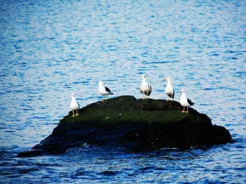 白头鸟系列:另类的美丽(黑背鸥) 白头鸟系列:另类的美丽(黑背鸥)