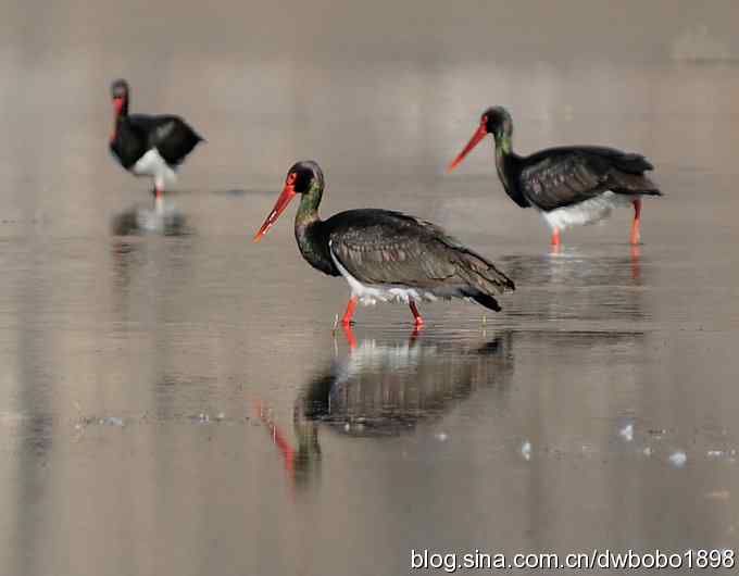 再拍黑巨鸡 再拍黑巨鸡