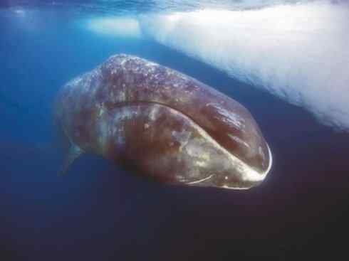 自然奇观：动物大迁徙(须鲸类)