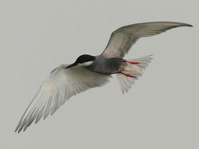 衡水湖印象(彩鹬及其它)