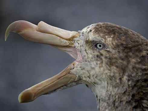 奇特的盔:雪海燕 奇特的盔:雪海燕