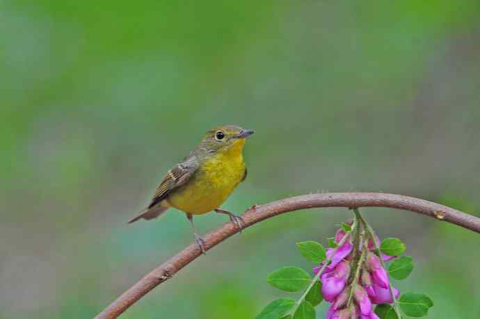 雌性绿背姬鶲（11）