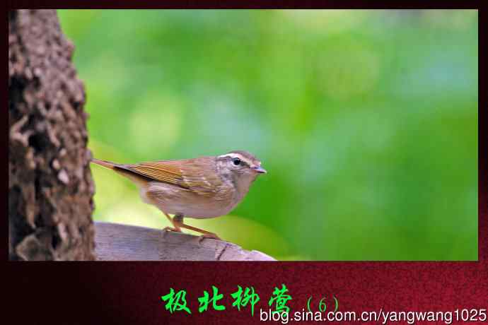 北京天坛公园的鸟类——极北柳莺（6）