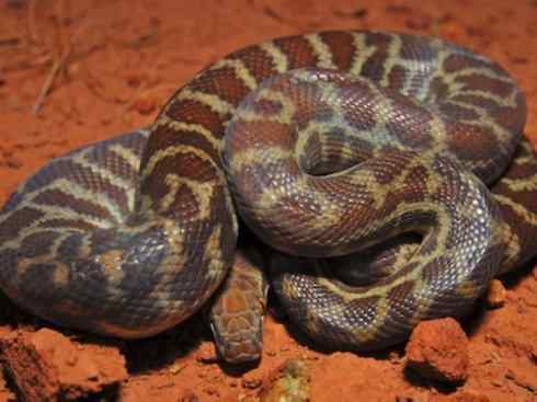 龙:传说的兽原型探秘(树蟒类) 龙:传说的兽原型探秘(树蟒类)