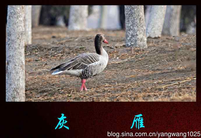 北京奥森公园的鸟类——灰雁