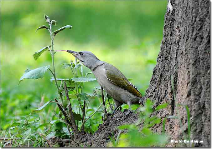 绿啄觅食的精彩瞬间