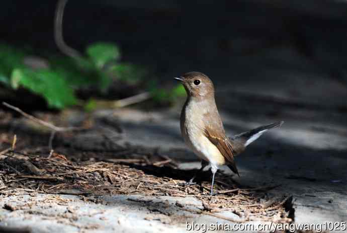 红喉姬鹟（15）