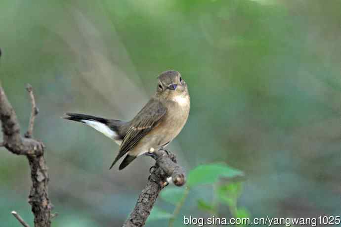秋天的红喉姬鹟(1) 秋天的红喉姬鹟(1)