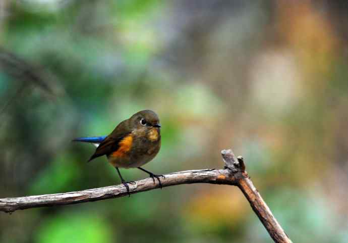 雌性红胁蓝尾鸲(6) 雌性红胁蓝尾鸲(6)