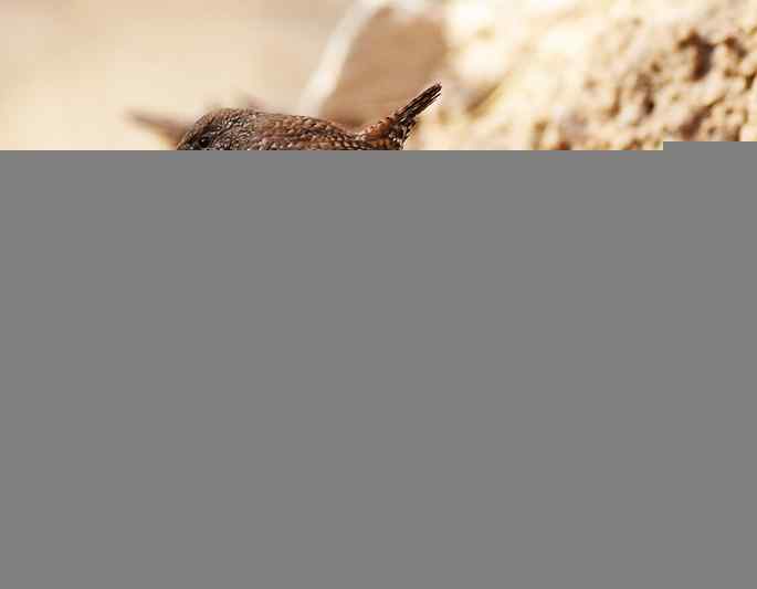 北京植物园&nbsp;wbr路&nbsp;wbr鹪（jiao）鹩（liao）