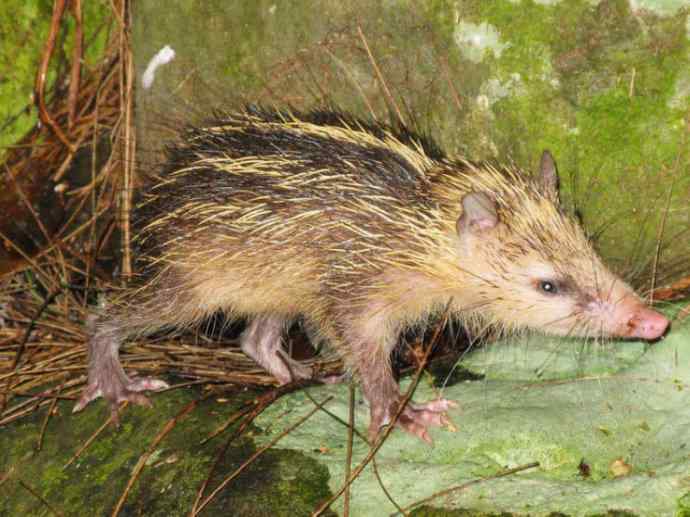 盘点十二大著名食蚁动物：土狼