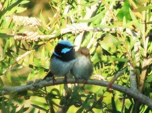 美丽无罪：雀鸟之鹩莺