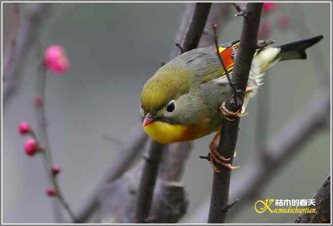 相思鸟与红梅花儿【照片】