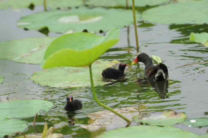 再拍黑水鸡（纪实）1