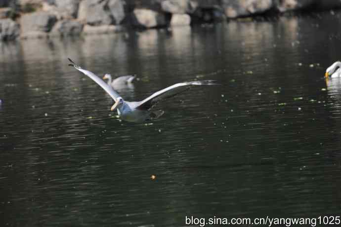 再拍大鹈鹕 wbr6 再拍大鹈鹕 wbr6