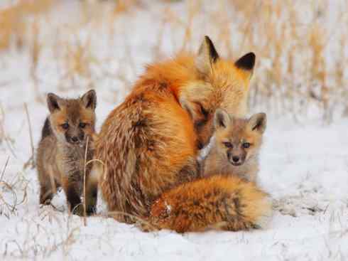 犬科：狐亚科狐属