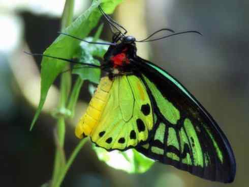 自然奇观：动物大迁徙(帝王蝶）