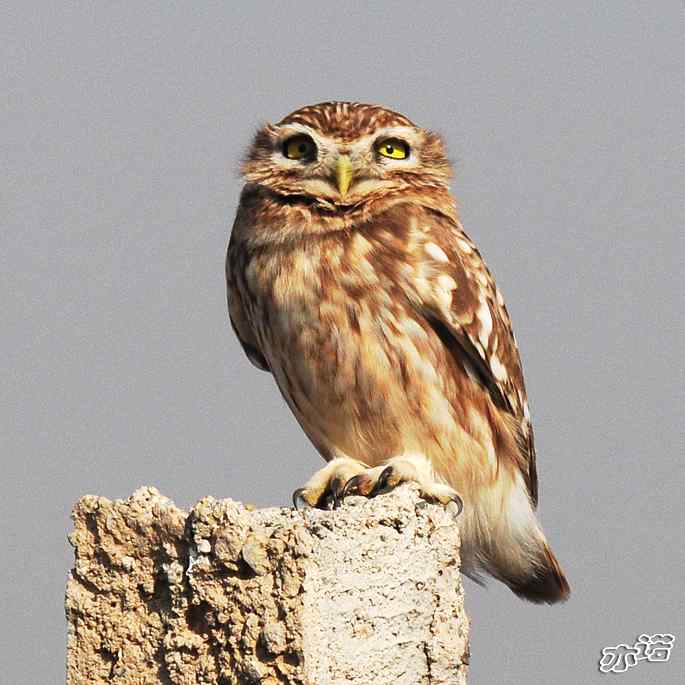 官厅水库&nbsp;wbr路&nbsp;wbr练桩的纵纹腹小鸮