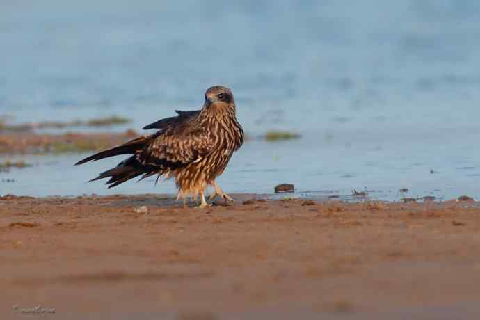 野鸭湖.晨曦中的黑耳鳶