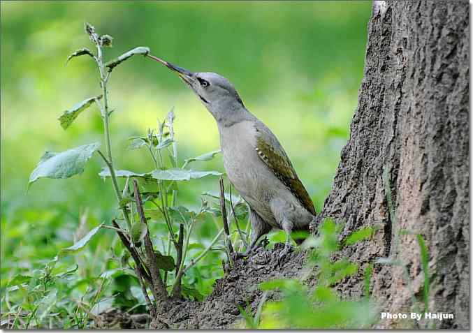 绿啄觅食的精彩瞬间