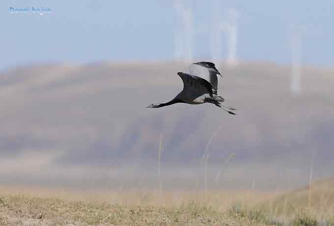 达里诺尔湖的蓑羽鹤 达里诺尔湖的蓑羽鹤