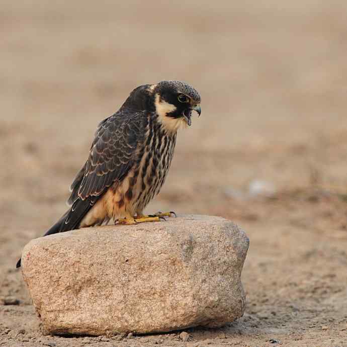 诠释燕隼“吐食丸”的全过程