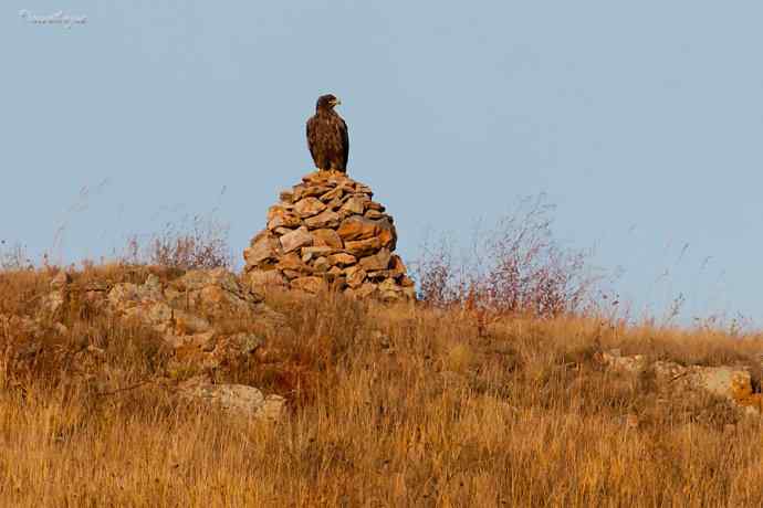 草原有约. wbr夕阳下与草原雕一家敖包相会