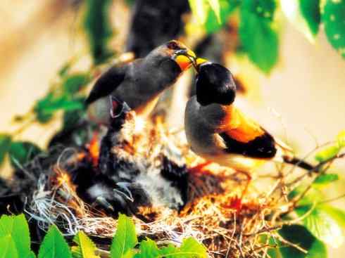 家禽驯化之源之二十二