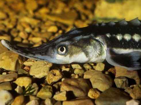 鱼类活化石:中华鲟 鱼类活化石:中华鲟