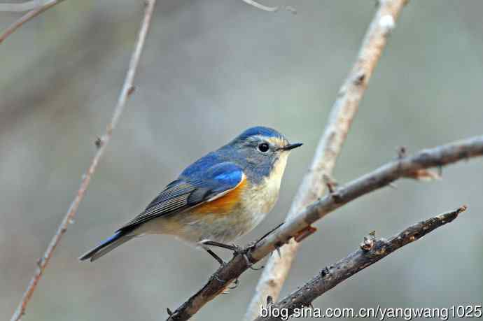 雄性红胁蓝尾鸲（23）