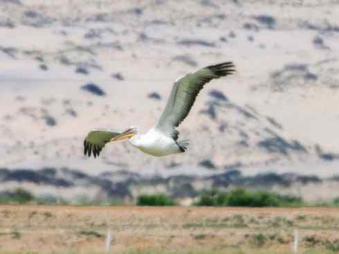 猎奇：奇特的鸟喙之十