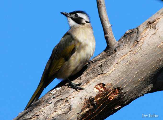 酷派十足滴白头鹎