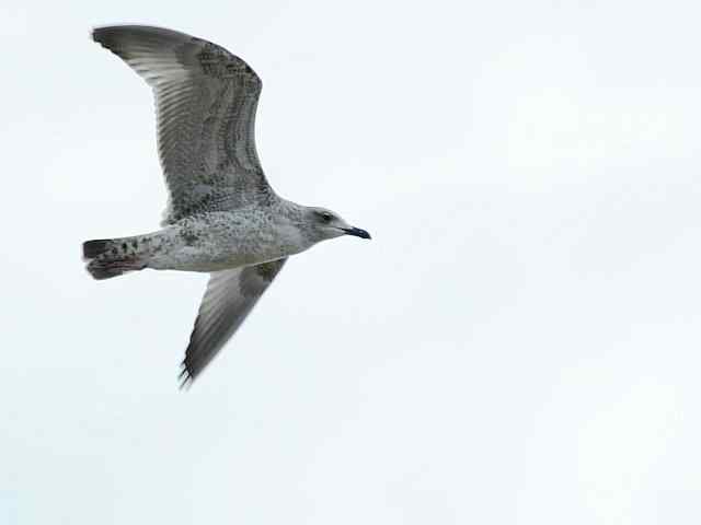 北戴河湿地演绎鸥鹭风情